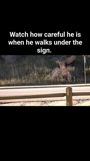 So cool! The bugle just echoes too! #bullelk #elk #elkbugle #elkbugling #estespark #estesparkcolorado #estesparkphotographer #foryou #reels #colorado #coloradonews #coloradowildlife #wildlife #wildlifevideos | Colorado Adventures