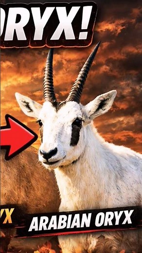 MEET THE 3 ORYX SPECIES | UNBELIEVABLE! #Shorts #facts