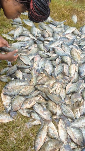 Join Our Online Tilapia Farming Training in 2026