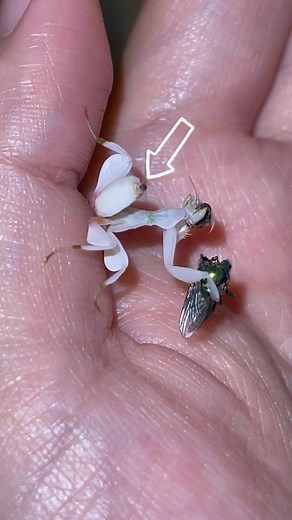 Understanding Praying Mantis Poop: What It Looks Like and More