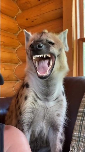 Meet Eddie The Laughing Hyena