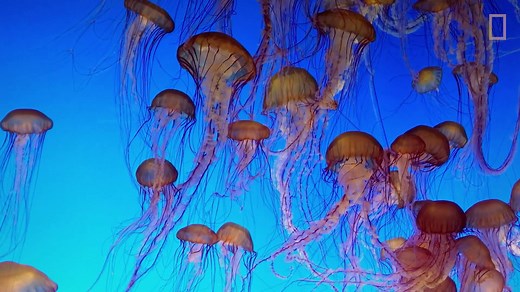 Learn about one of the most diverse and peculiar organisms in the world – simple, yet complex and often astonishingly toxic. | National Geographic UK