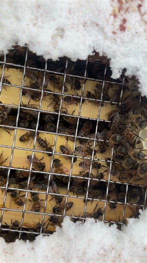 A Honeybee Explains Where the Food Is 🐝 Doing the Waggle Dance!