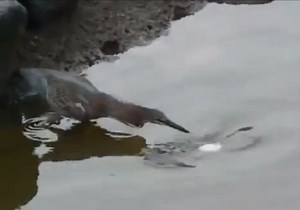 Video: Bird Baits Fish with Bread | OutdoorHub