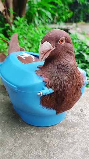 Pigeon treatment in Focus: Ensuring Health with the Right Medication #AnimalCare #shorts