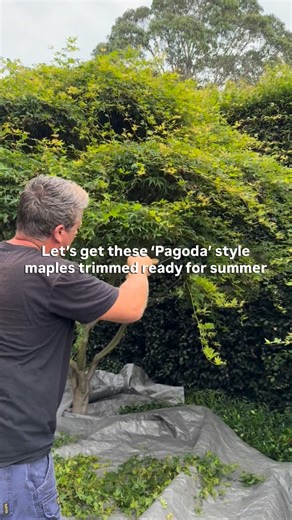 PAGODA STYLE - like a cloud style tree but with flat foliage pads instead of pompom - like branches tips I planted these 2 gorgeous Japanese maples nearly 10 years ago. I strum and shape them four times a year to keep them in check. Feeding is essential after trimming to force the next flush of growth. #andrewstarkgardens #andrewstarkgardendesign #andrewstarkdesign | Andrew Stark. Garden Design