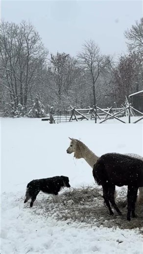 What in the lady & the tramp is going on here