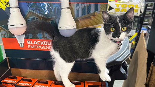 Cat found outside of hardware store becomes new store manager