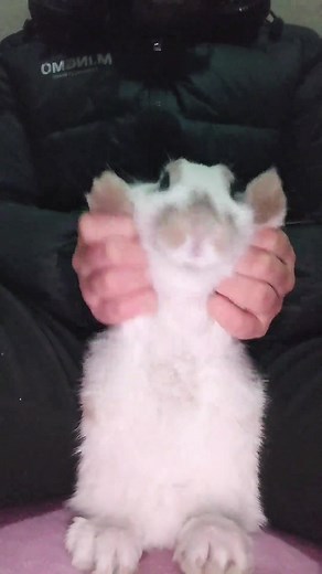 Dancing fluffy bunny is too adorable 🐰💃 #Rabbit #CuteBunny #PetLovers #FunnyPets #cuteanimalsoftiktok