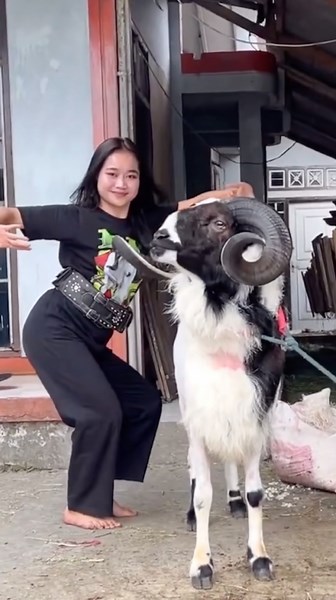 Domba Garut Gagah Joget Bersama Gadis Desa Di Kampung Ini #domba #dombagarut #garut #village #shorts