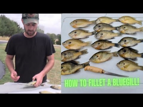 How to Fillet a Bluegill