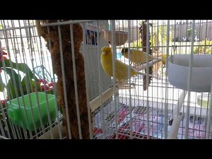 EZ Canary BREEDING set up CAGE