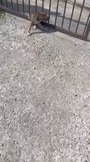 11K views · 107 reactions | Can you help please? Oh just why 沈...