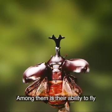 "Nature's Hidden Miracles" highlights how life on Earth is both fiercely competitive and intricately interconnected as species survive through one another! 📺 Watch Here: https://curiosity.tv/hhlo4f7 | Curiosity Stream