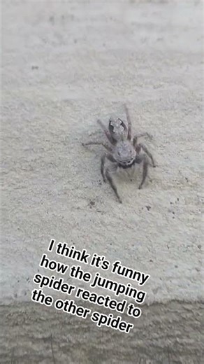 Spider vs. Jumping Spider 🕷!!!!! #bug #creepycrawlies #spider