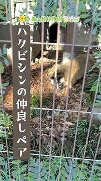 【東山動植物園公式】休園日の仲良しさん《 ハクビシン 》 #short