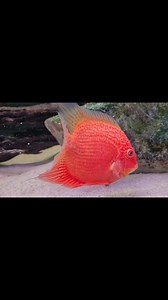 98K views · 24K reactions | "Red-spotted Gold" Severum (Heros Efasciatus) Tom's aquatic channel | Tom's aquatic channel | Facebook