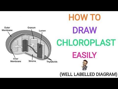 How to draw chloroplast easily | Quickly | Well labelled diagram | Important for exams | Chloroplast