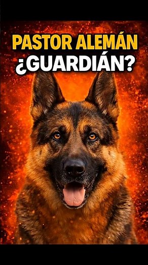 Pastor Alemán 🐶 El perro más completo que existe
