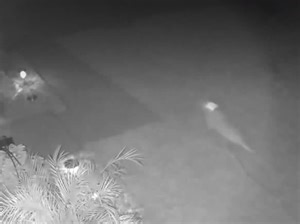 Woman in Florida shares footage of ‘baby dinosaur’ running across lawn