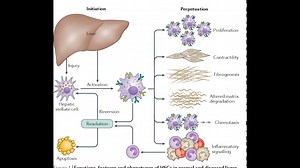 Mechanisms of hepatic stellate cell activation