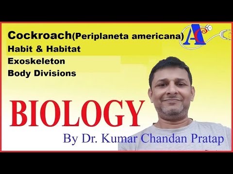 Cockroach : Habit & Habitat, Exoskeleton, Body Divisions