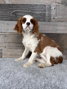 P&K Puppies | Cavalier Puppies | Bluffton Indiana