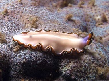 7 Immortal Animals That Can Basically Live Forever