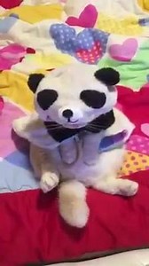 26K views · 771 reactions | Panda hyper kawaii nya! (=^.^=)...