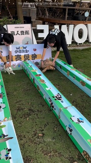 197K views · 1.1K reactions | Turtle vs Rabbit Race in Real Life #repost #trend #trending #viral #explorepage #reels #reelsinstagram #instagood #instagram #video #viralvideos #stockmarket #story # | Ashok Singh Chohan | Facebook