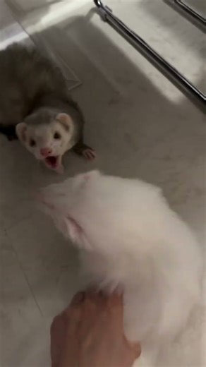 Tiny Ferrets, Big Attitude 😆 | Funniest Ferret Quarrel Ever #ferret #ferretlife #cute #ferrets
