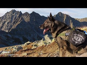 MOUNTAIN Hiking with DOGS, What a VIEW! German and Belgian Shepherd CLIMBING to the SUMMIT
