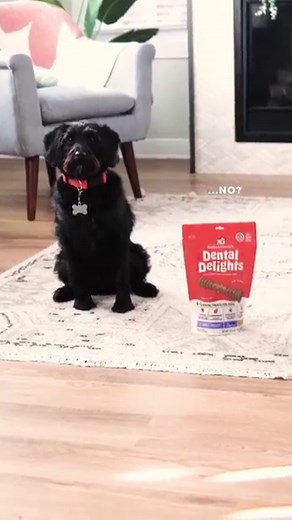 Introducing: Dental Delights! These fun and functional dental treats for dogs are vet-formulated to support your best friend's oral health. 🦷✨ Made with freeze-dried chicken and infused with peppermint and parsley, these chews taste amazing and freshen breath while they clean your dog's teeth. Say goodbye to doggy breath and hello to healthier smiles. 🐶🌟 https://www.stellaandchewys.com/dental-delights/ | Stella & Chewy's