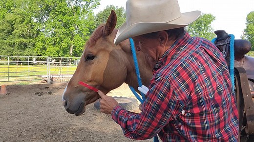 Measuring for noseband | Eddie Landers-Horses