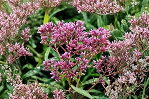 100 Joe Pye Weed Seeds – Eutrochium Maculatum – Native Pollinator Flower - Etsy