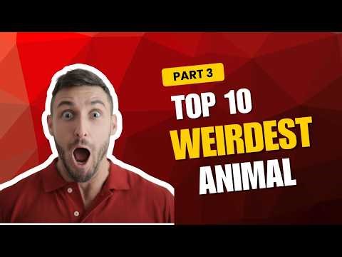 Shoebill : The Most Like a Living Dinosaur I shobill