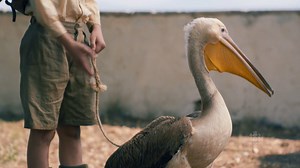 "Gerry, you do not need a pelican!" Watch The Durrells TONIGHT at 9/9:30 NT on CBC | CBC