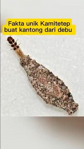 Unique Facts about Bagworms, the larvae of moths often called kamitetep