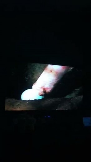 Walking With Dinosaurs The Highlights Diplodocus Lays An Egg