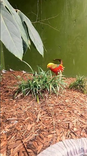 Small Bird Aviary Tour