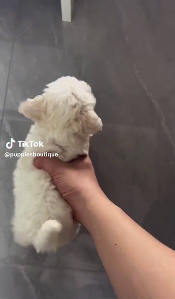 Teacup Maltipoo Running in the USA