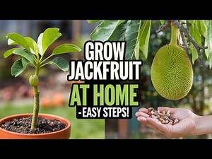 How to Grow Jackfruit at Home: Step-by-Step Guide for Beginners!