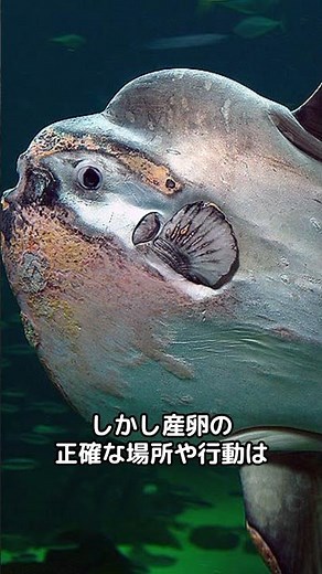 海の神秘！マンボウの驚くべき生態と不思議な行動を大公開！