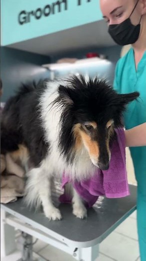 HUUUUUGE UNDERCOAT REMOVAL Rough Collie Grooming and Deshedding