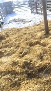 Omg they're communicating! 🐮👶🥰 #Cows #BabyCow #Babies #CuteAnimals #FarmLife To license content found in this video, email licensing@jukinmedia.com | The Pet Collective