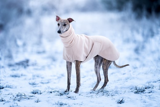 Do dogs really need coats in winter? Vets settle the debate