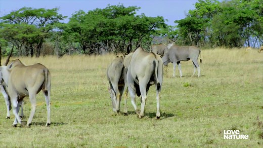 The Savannah is a complex web of life, from the plants at the bottom of the food chain to the predators at the top. Stories of life and death have unfolded on these plains for millions of years. #animals #wildlife #savannah | Love Nature