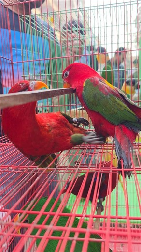Chattering lory bird . #birds #lorikeet #parrot #pet | Exotic Pets Aviary