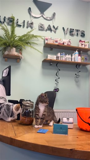 Vet clinic tour 🏥 Beag showing off our consult rooms and prep area 💕 #clinic #housetour #kitten #fyp #work #dublinbayvets #veterinary #vetnurse #vetclinic | Dublin Bay Vets