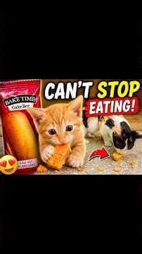 My Cats CAN'T STOP Eating Cake Bar😹🍰#cat #kitten #trending #animals #pets #viral #fyp #funny #eating